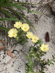 Portulaca giuliettiae