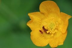 Nigma puella