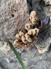 Astrolepis integerrima