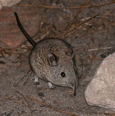 Elephantulus edwardii