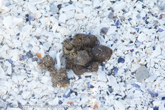 Phoca vitulina