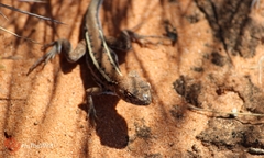 Ctenophorus spinodomus