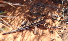 Ctenophorus spinodomus