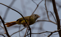 Erythrocercus livingstonei