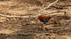 Hypargos niveoguttatus