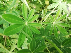 Lupinus pubescens