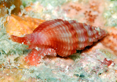 Lienardia roseotincta