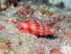 Lienardia roseotincta