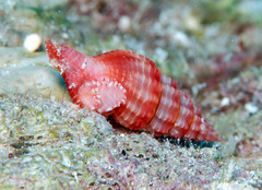 Lienardia roseotincta