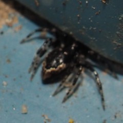 Euryopis funebris