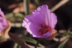 Clarkia rubicunda