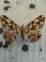 Peribatodes umbraria