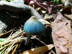 Entoloma azureoviride
