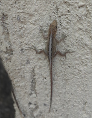 Anolis quercorum