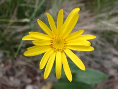 Senecio provincialis