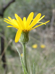 Senecio provincialis