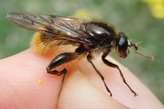 Brachypalpus chrysites