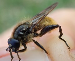 Brachypalpus chrysites