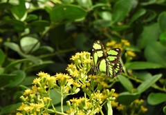Philaethria wernickei