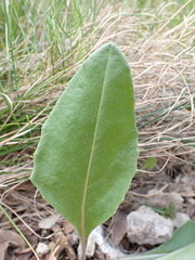 Senecio provincialis