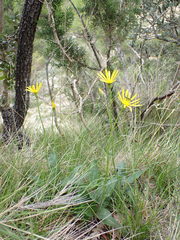 Senecio provincialis