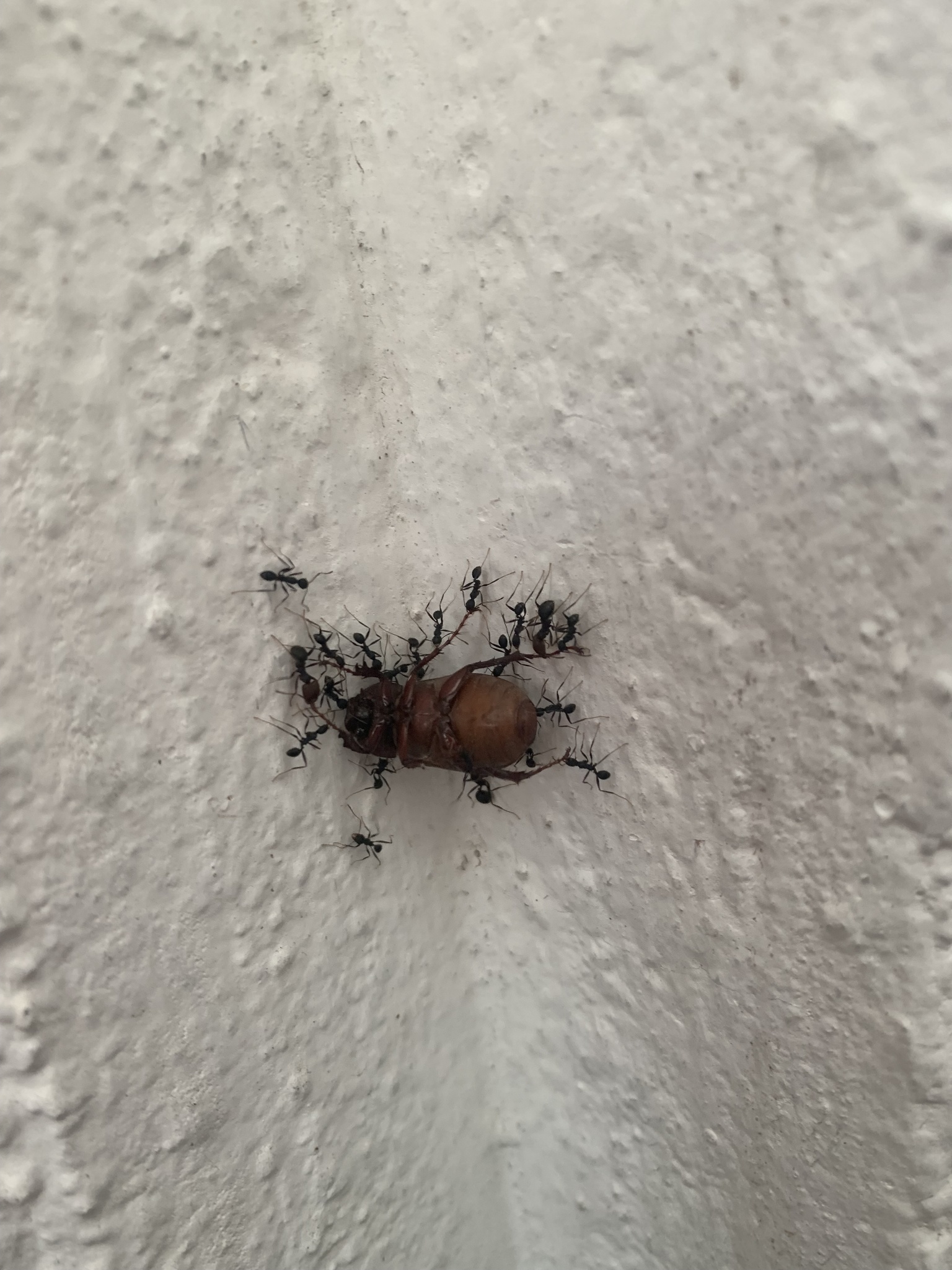 Pheidole tolteca