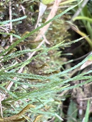 Cochlidium serrulatum