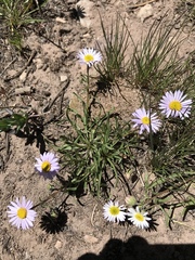 Erigeron eatonii