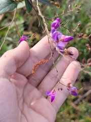 Desmodium subsecundum