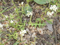 Capsella grandiflora