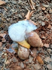 Megalobulimus sanctaepauli