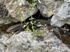 Algyroides moreoticus