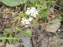 Capsella grandiflora