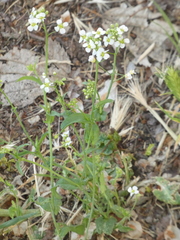 Capsella grandiflora