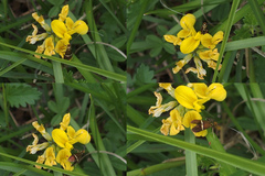 Adela australis