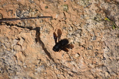 Megachile parietina