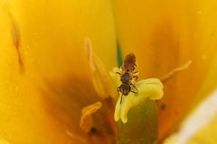 Lasioglossum