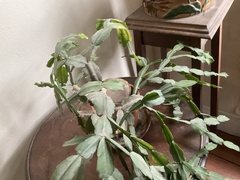 Schlumbergera buckleyi