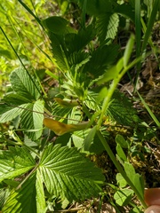 Vicia grandiflora