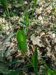 Lathyrus aphaca