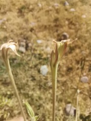 Nicotiana repanda