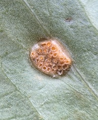 Puccinia sambuci