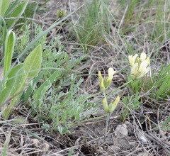 Astragalus glaucus