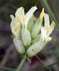 Astragalus glaucus
