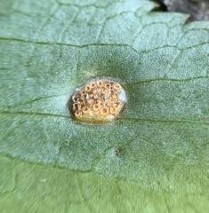 Puccinia sambuci