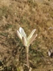 Nicotiana repanda