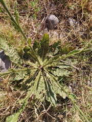 Nicotiana repanda