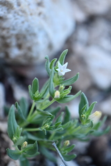 Spigelia hedyotidea