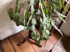 Schlumbergera buckleyi