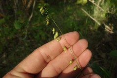 Melica picta